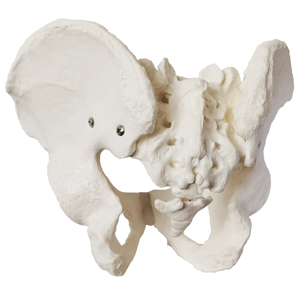 Evotech Scientific Life Size Male Pelvis Model Human Anatomy Pelvic Features Hip, Sacrum, and Coccyx