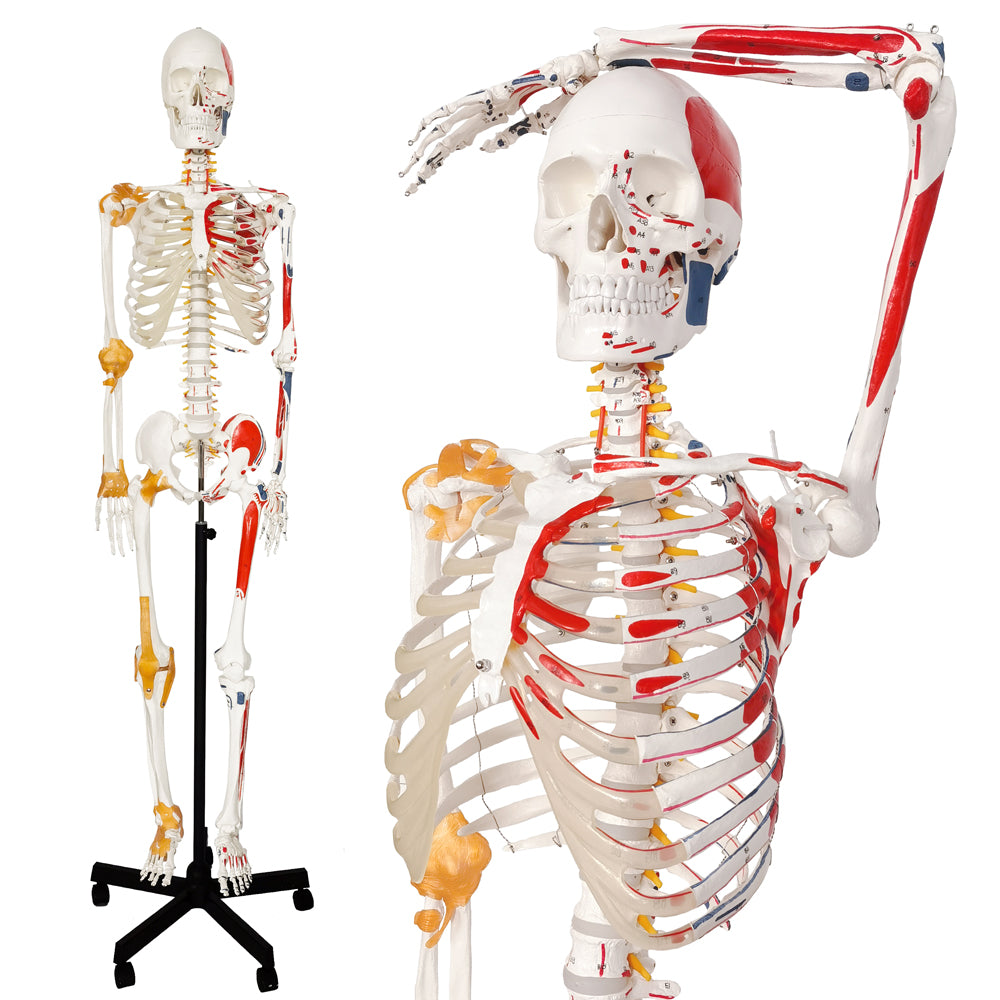 Evotech Scientific Life Size Medical Anatomical Human Skeleton Model with Spinal Nerves, Muscle Insertion and Origin Points, Joint Ligaments