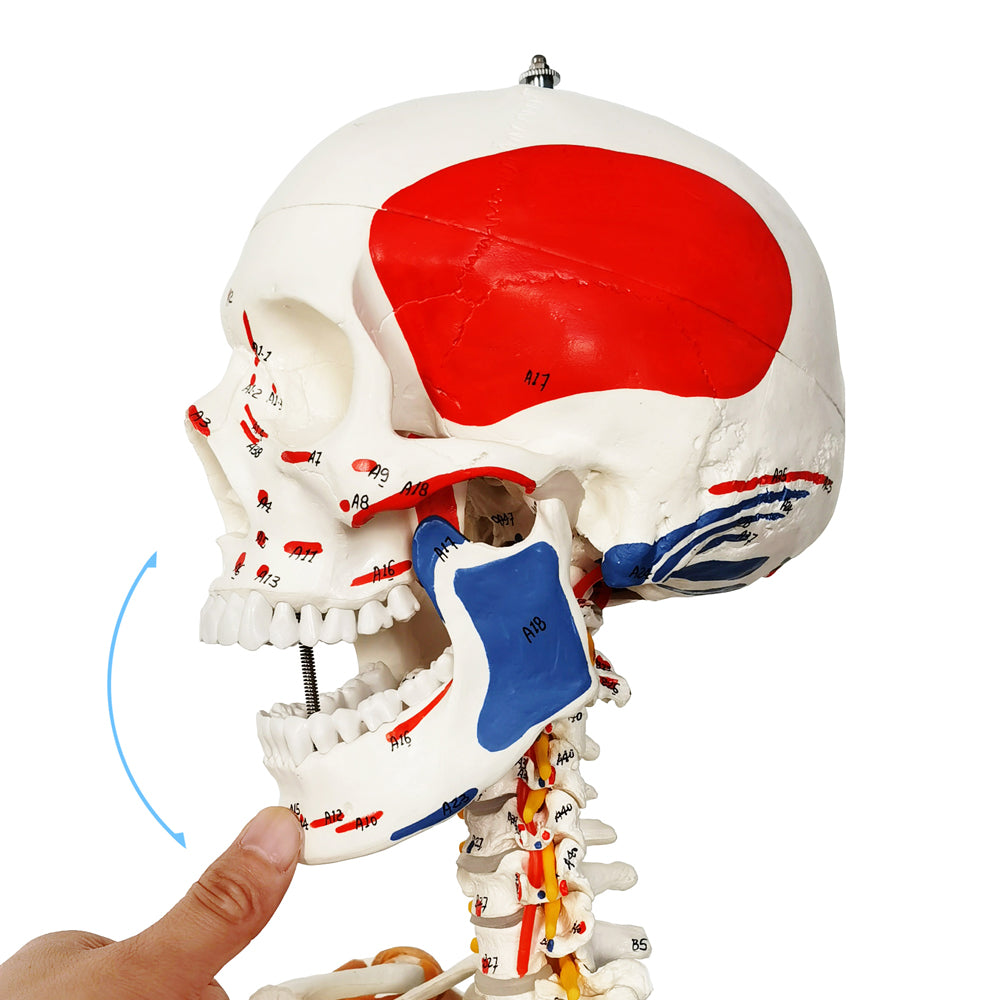 Evotech Scientific Life Size Medical Anatomical Human Skeleton Model with Spinal Nerves, Muscle Insertion and Origin Points, Joint Ligaments