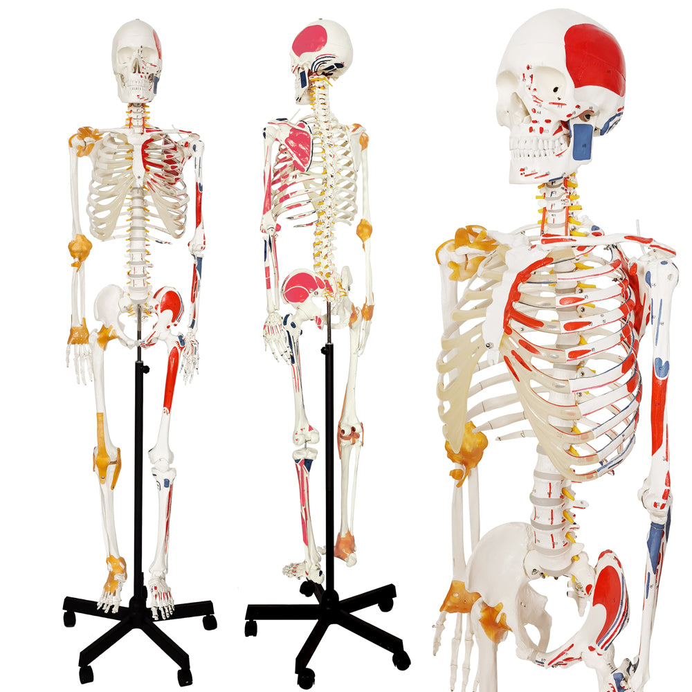 Evotech Scientific Life Size Medical Anatomical Human Skeleton Model with Spinal Nerves, Muscle Insertion and Origin Points, Joint Ligaments