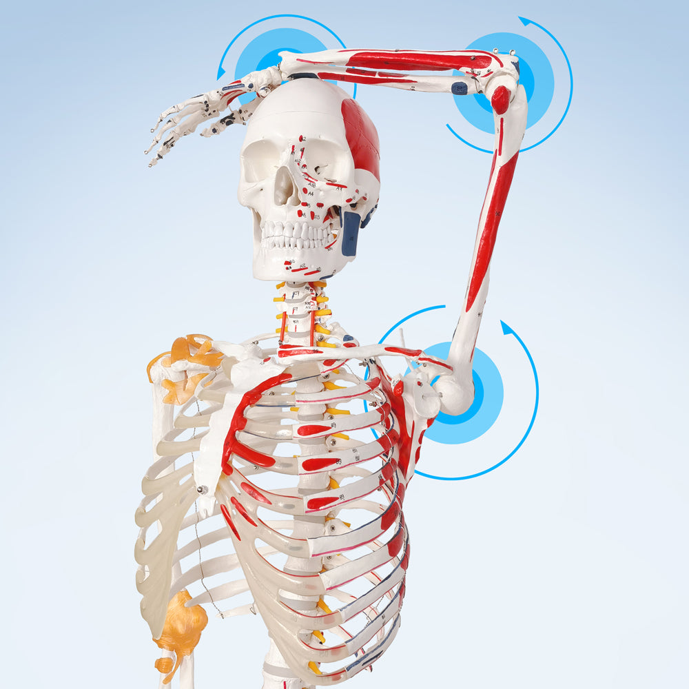 Evotech Scientific Life Size Medical Anatomical Human Skeleton Model with Spinal Nerves, Muscle Insertion and Origin Points, Joint Ligaments