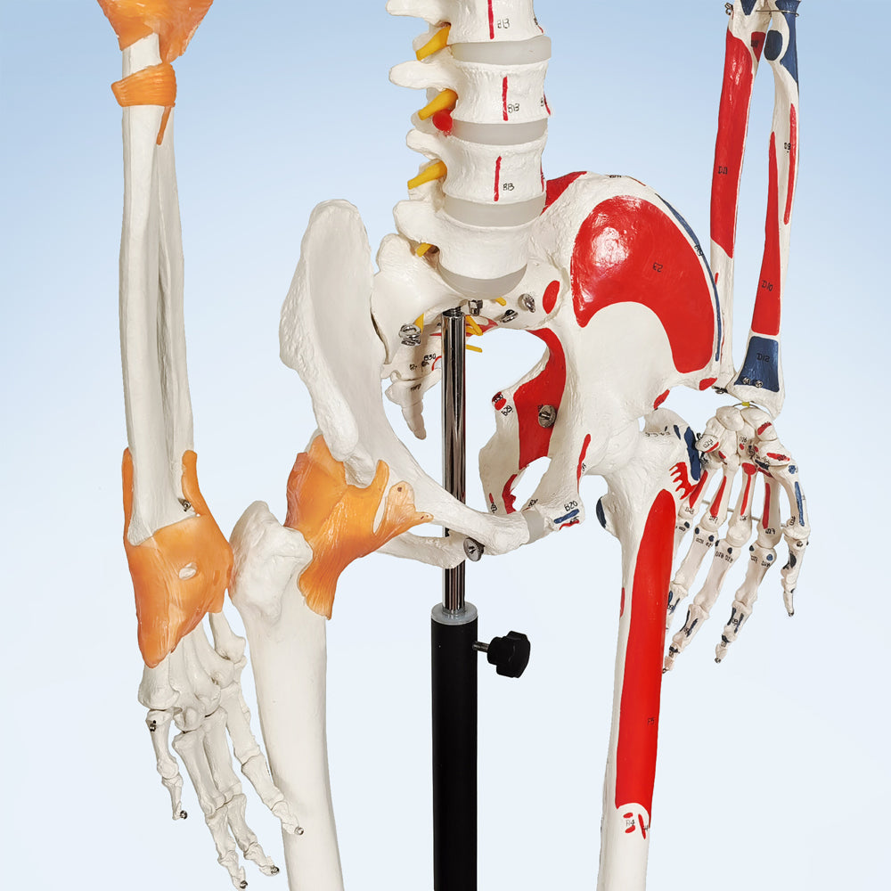 Shop Human Skeletons Model at wholesale price - EvotechScientific.com ...