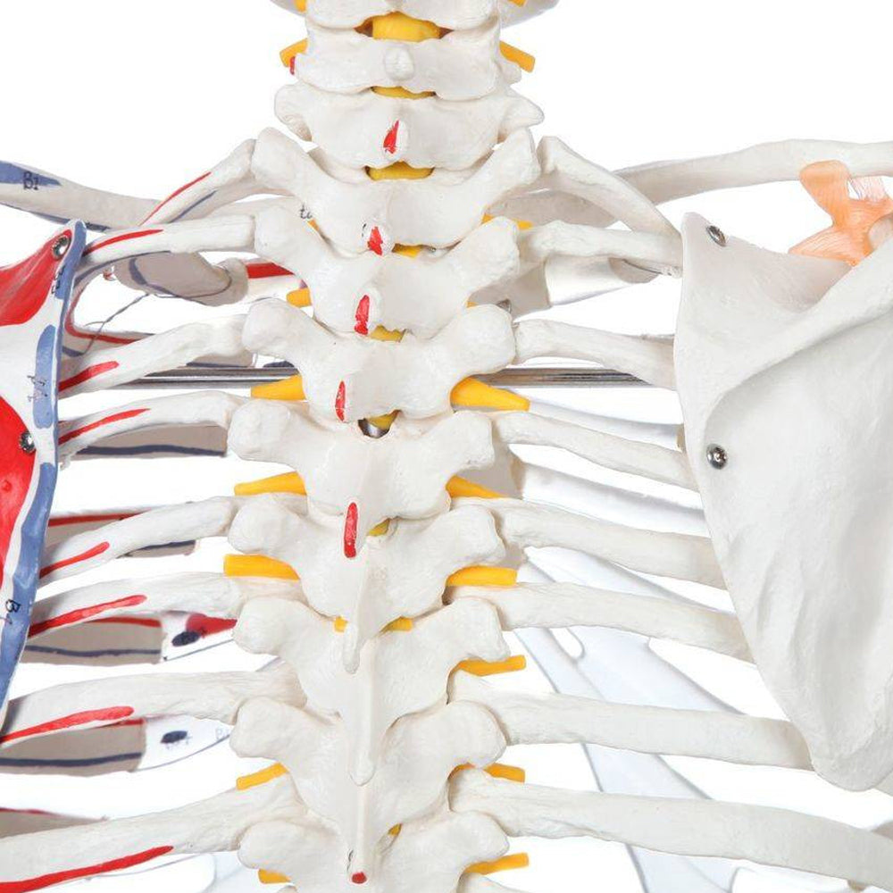 Evotech Scientific Life Size Medical Anatomical Human Skeleton Model with Spinal Nerves, Muscle Insertion and Origin Points, Joint Ligaments