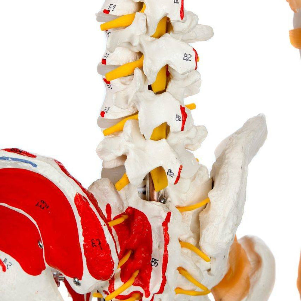 Evotech Scientific Life Size Medical Anatomical Human Skeleton Model with Spinal Nerves, Muscle Insertion and Origin Points, Joint Ligaments