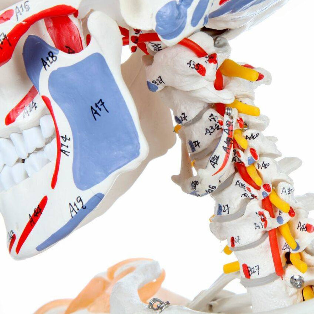 Evotech Scientific Life Size Medical Anatomical Human Skeleton Model with Spinal Nerves, Muscle Insertion and Origin Points, Joint Ligaments