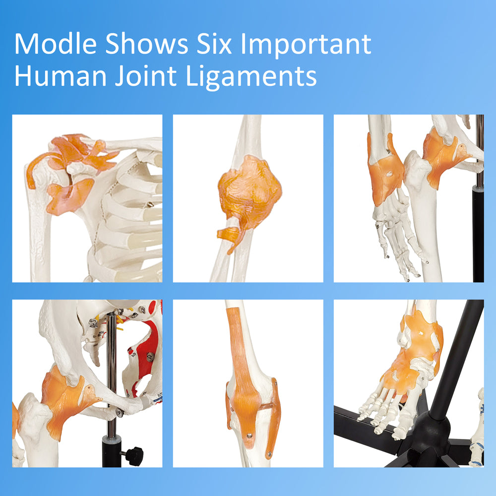 Evotech Scientific Life Size Medical Anatomical Human Skeleton Model W