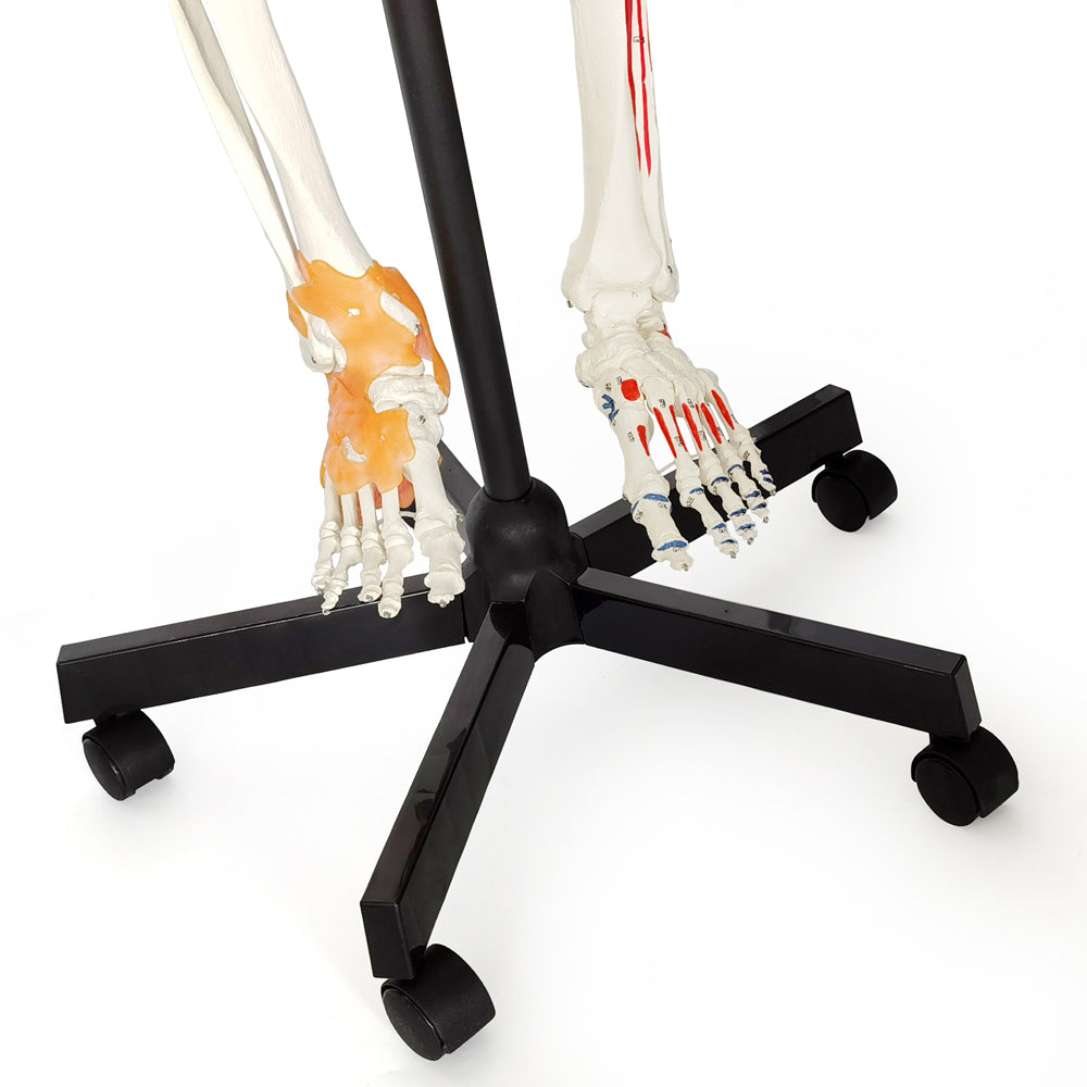 Evotech Scientific Life Size Medical Anatomical Human Skeleton Model with Spinal Nerves, Muscle Insertion and Origin Points, Joint Ligaments