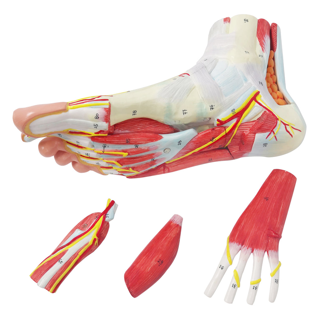 Evotech Scientific Life Size Numbered Foot Anatomical Skeleton Model with Bones Muscles Ligaments Nerves and Blood Vessels