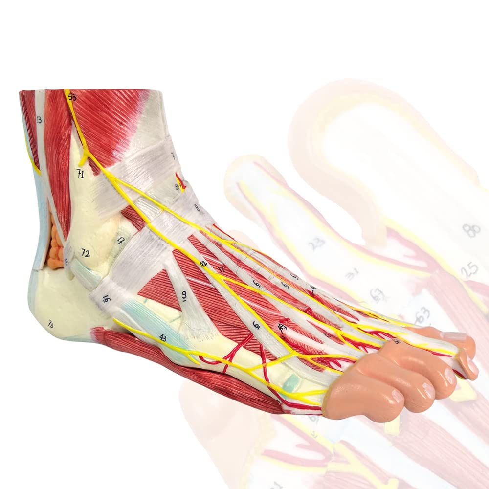 Evotech Scientific Life Size Numbered Foot Anatomical Skeleton Model with Bones Muscles Ligaments Nerves and Blood Vessels