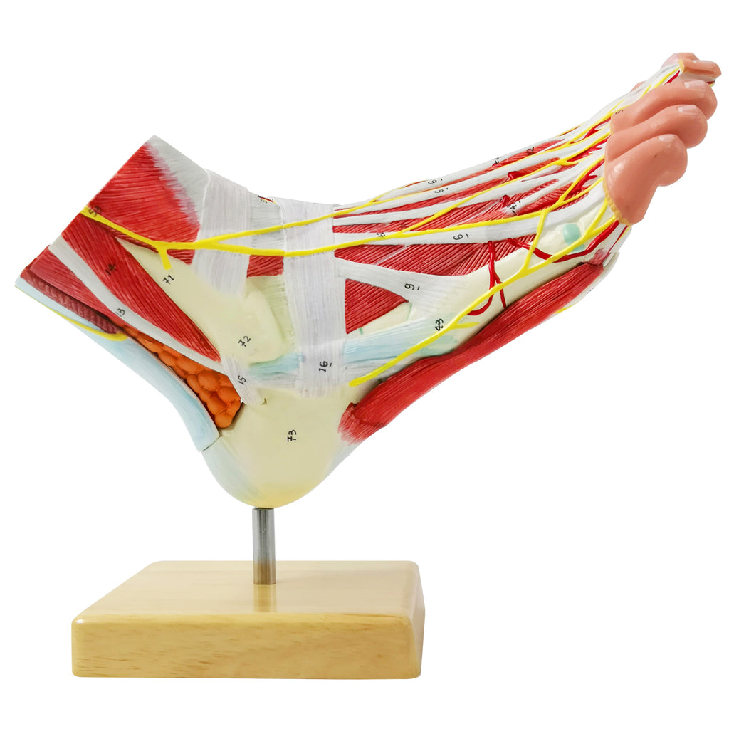 Evotech Scientific Life Size Numbered Foot Anatomical Skeleton Model with Bones Muscles Ligaments Nerves and Blood Vessels