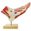 Evotech Scientific Life Size Numbered Foot Anatomical Skeleton Model with Bones Muscles Ligaments Nerves and Blood Vessels