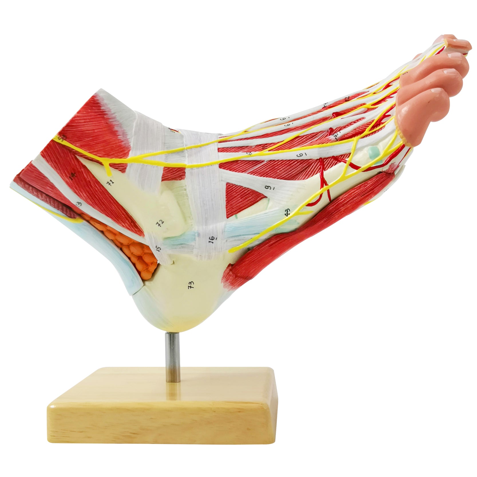 Evotech Scientific Life Size Numbered Foot Anatomical Skeleton Model with Bones Muscles Ligaments Nerves and Blood Vessels