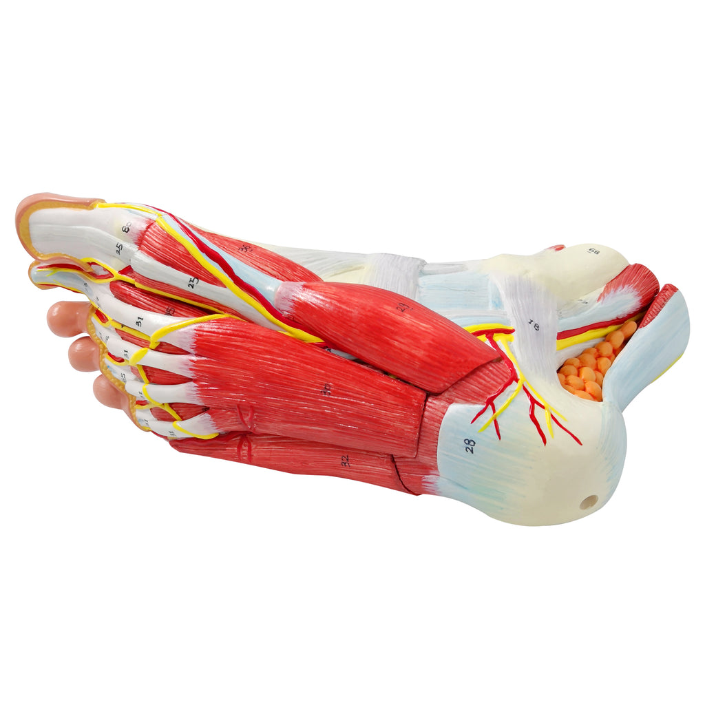 Evotech Scientific Life Size Numbered Foot Anatomical Skeleton Model with Bones Muscles Ligaments Nerves and Blood Vessels