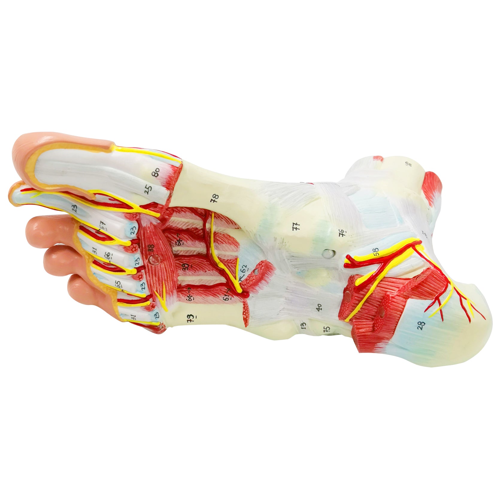 Evotech Scientific Life Size Numbered Foot Anatomical Skeleton Model with Bones Muscles Ligaments Nerves and Blood Vessels