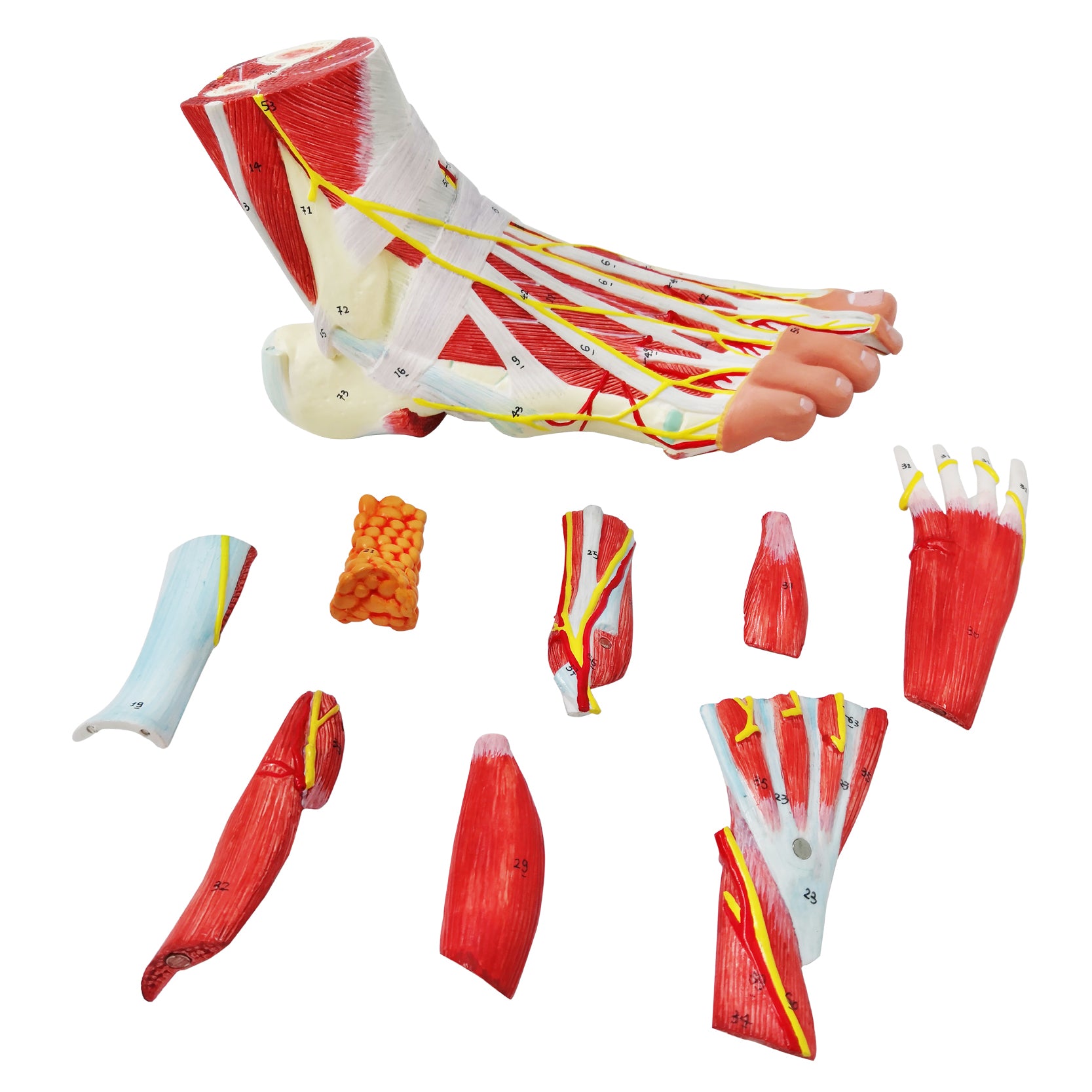 Evotech Scientific Life Size Numbered Foot Anatomical Skeleton Model with Bones Muscles Ligaments Nerves and Blood Vessels