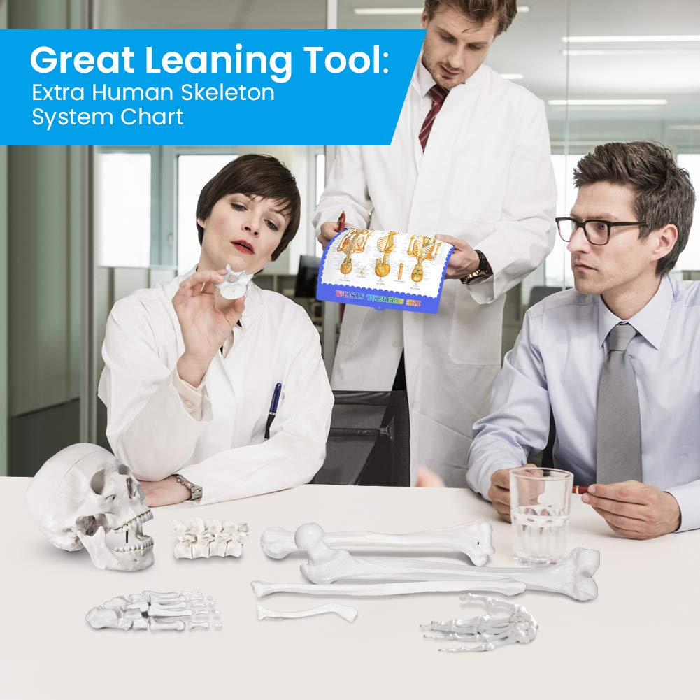 Disarticulated Full Size Male Skeleton Models for Anatomy with Poster,Skull, Bones, Articulated Hand & Foot