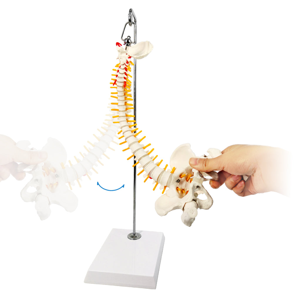 Evotech Scientific Miniature Spine Anatomy Model 15.5" Vertebral Column Model with Spinal Nerves, Pelvis, Femur