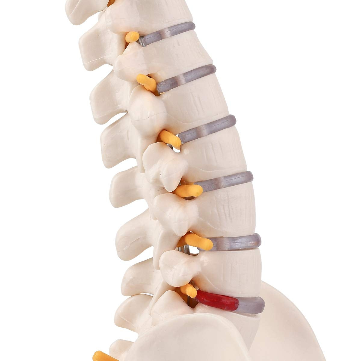 Evotech Scientific Miniature Spine Anatomy Model 15.5" Vertebral Column Model with Spinal Nerves, Pelvis, Femur