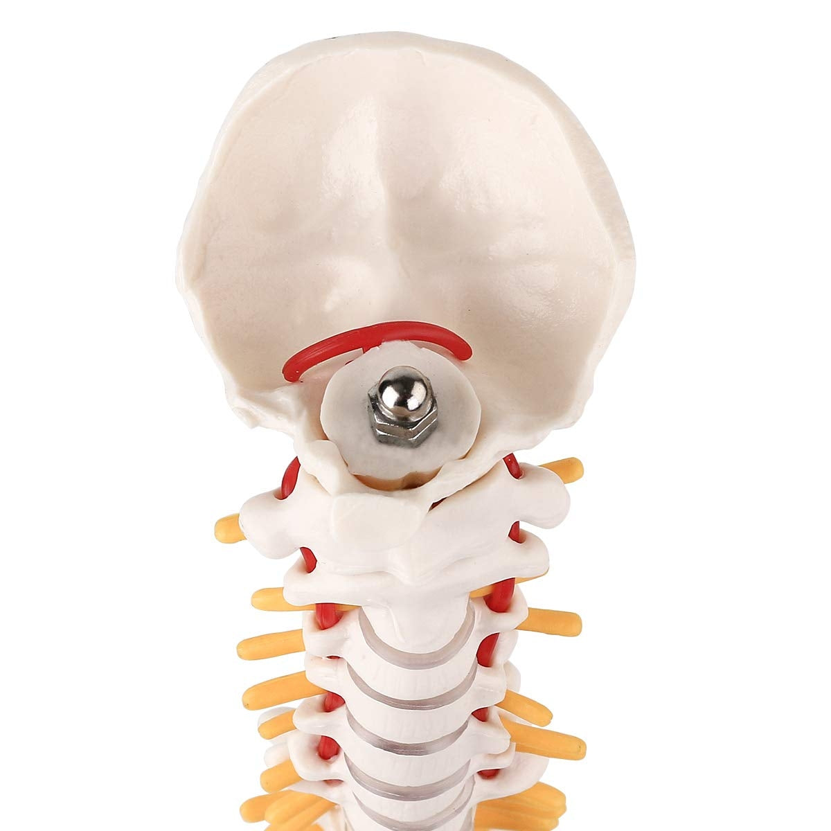 Evotech Scientific Miniature Spine Anatomy Model 15.5" Vertebral Column Model with Spinal Nerves, Pelvis, Femur