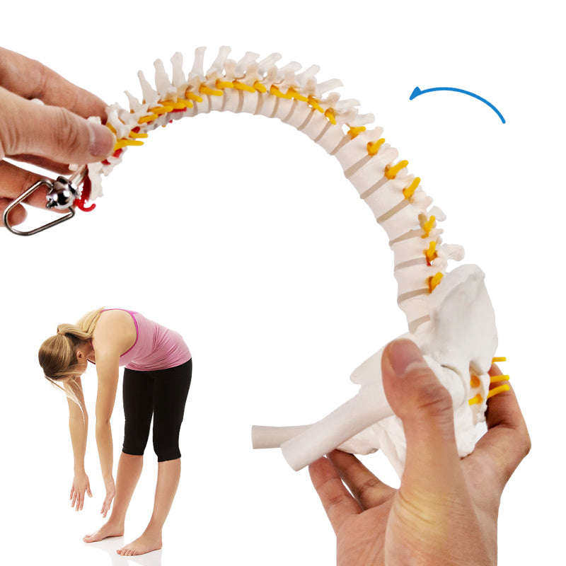 Evotech Scientific Miniature Spine Anatomy Model 15.5" Vertebral Column Model with Spinal Nerves, Pelvis, Femur