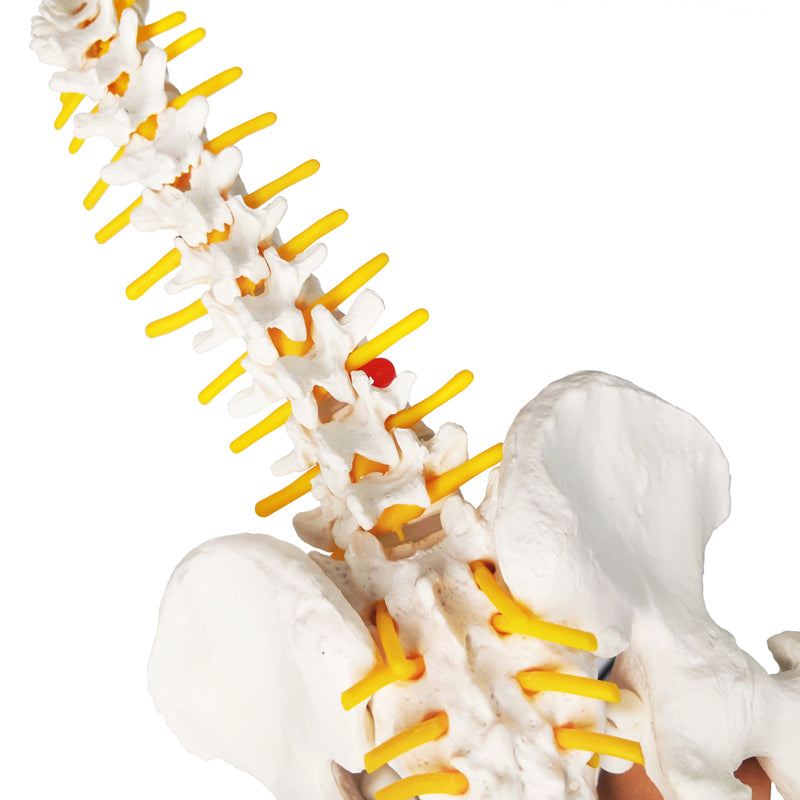Evotech Scientific Miniature Spine Anatomy Model 15.5" Vertebral Column Model with Spinal Nerves, Pelvis, Femur