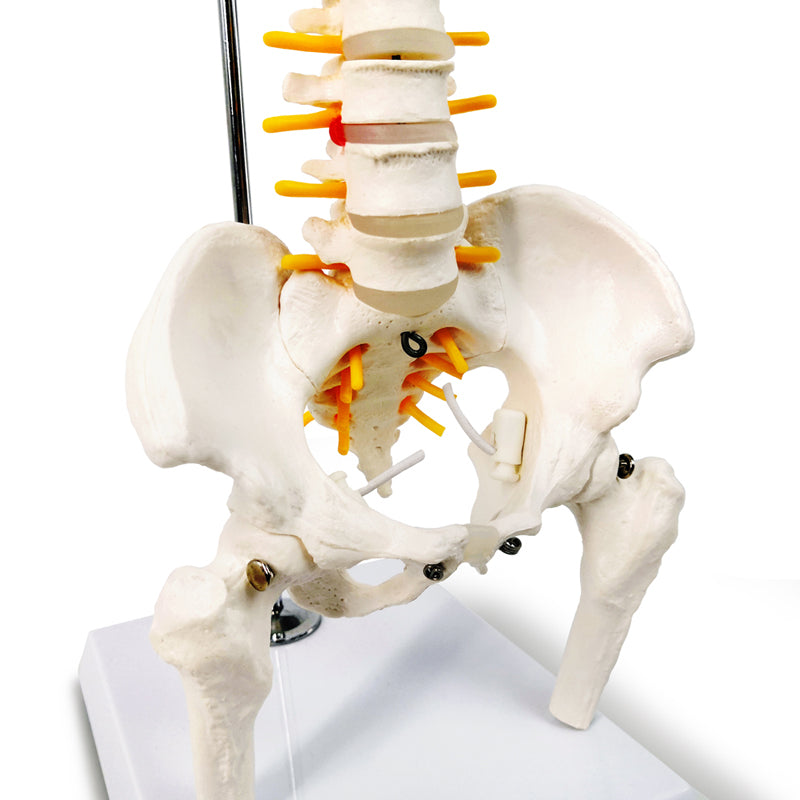 Evotech Scientific Miniature Spine Anatomy Model 15.5" Vertebral Column Model with Spinal Nerves, Pelvis, Femur