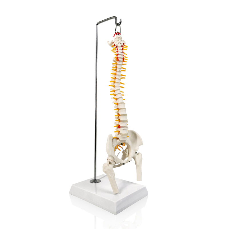 Evotech Scientific Miniature Spine Anatomy Model 15.5" Vertebral Column Model with Spinal Nerves, Pelvis, Femur
