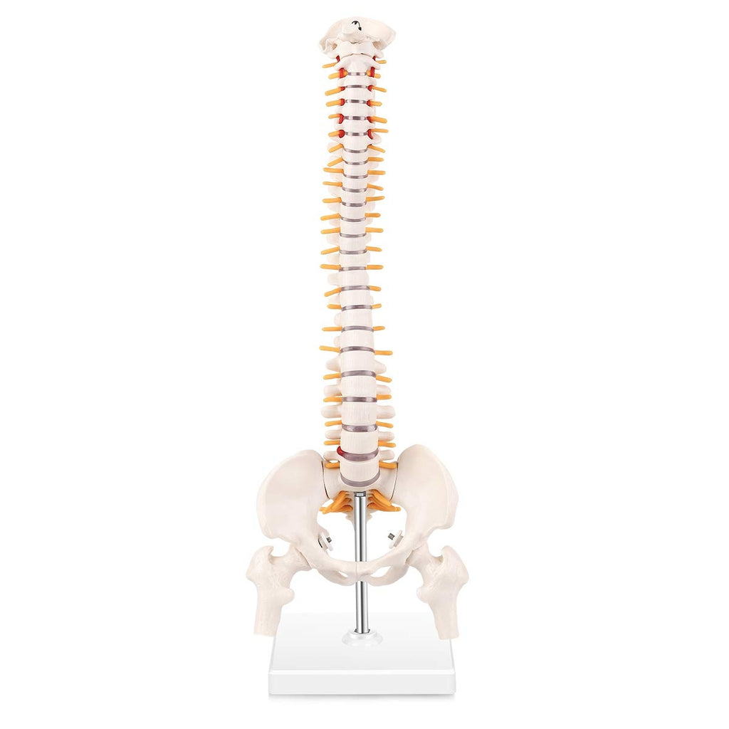 Evotech Scientific Miniature Spine Anatomy Model 15.5" Vertebral Column Model with Spinal Nerves, Pelvis, Femur