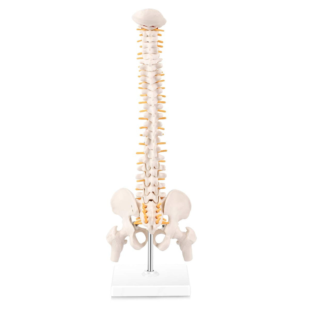 Evotech Scientific Miniature Spine Anatomy Model 15.5" Vertebral Column Model with Spinal Nerves, Pelvis, Femur