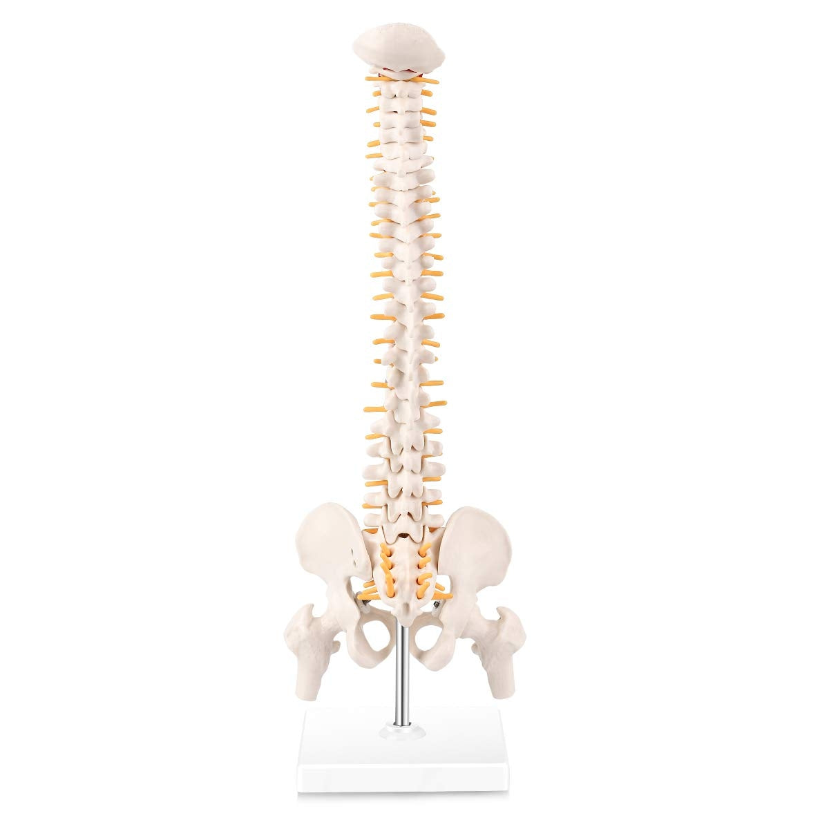 Evotech Scientific Miniature Spine Anatomy Model 15.5" Vertebral Column Model with Spinal Nerves, Pelvis, Femur