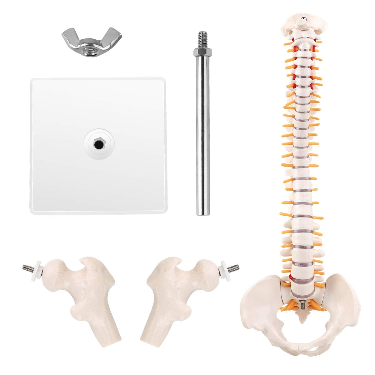 Evotech Scientific Miniature Spine Anatomy Model 15.5" Vertebral Column Model with Spinal Nerves, Pelvis, Femur