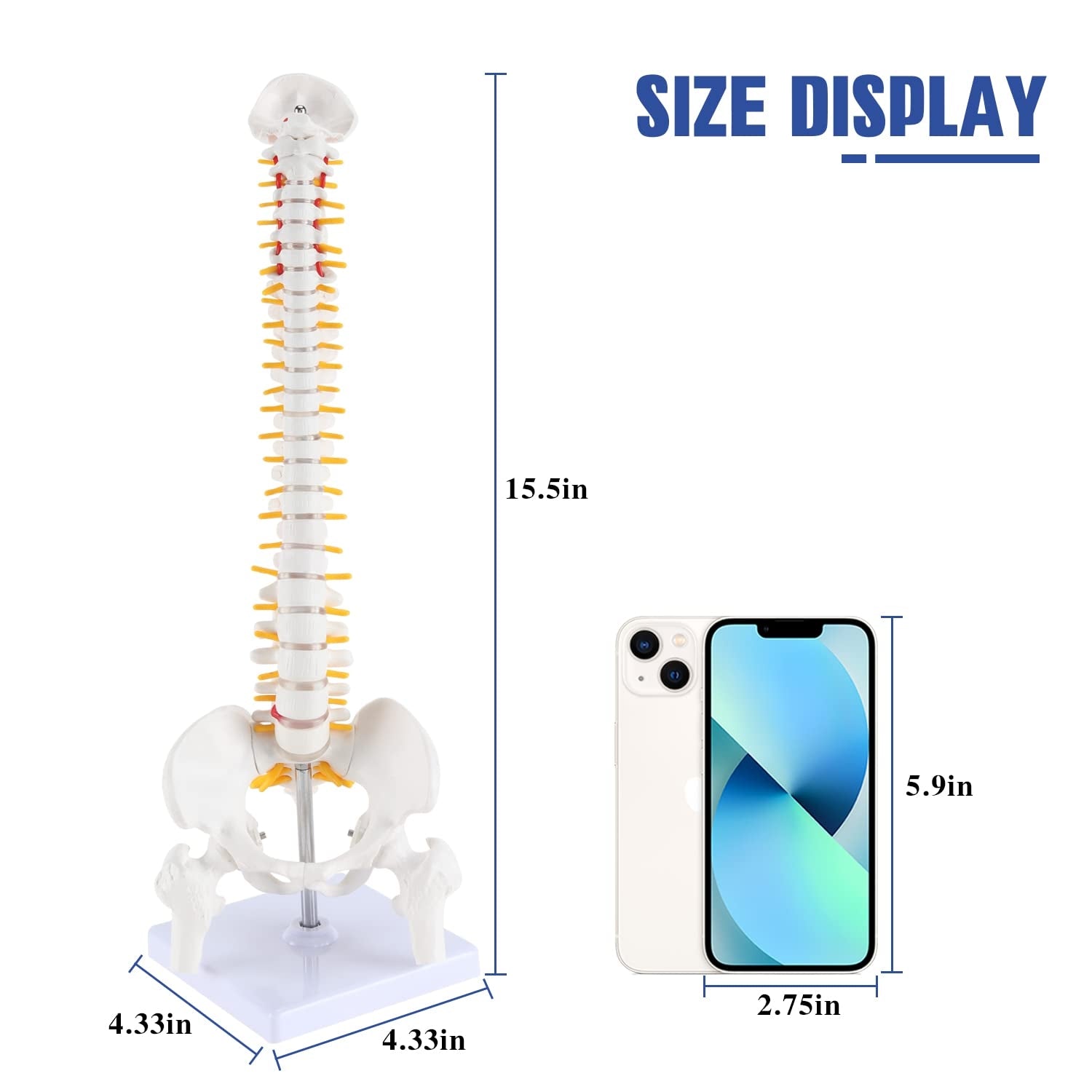 Evotech Scientific Miniature Spine Anatomy Model 15.5" Vertebral Column Model with Spinal Nerves, Pelvis, Femur