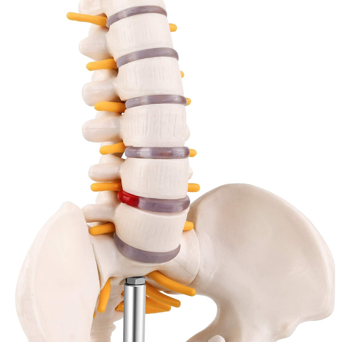 Evotech Scientific Miniature Spine Anatomy Model 15.5" Vertebral Column Model with Spinal Nerves, Pelvis, Femur