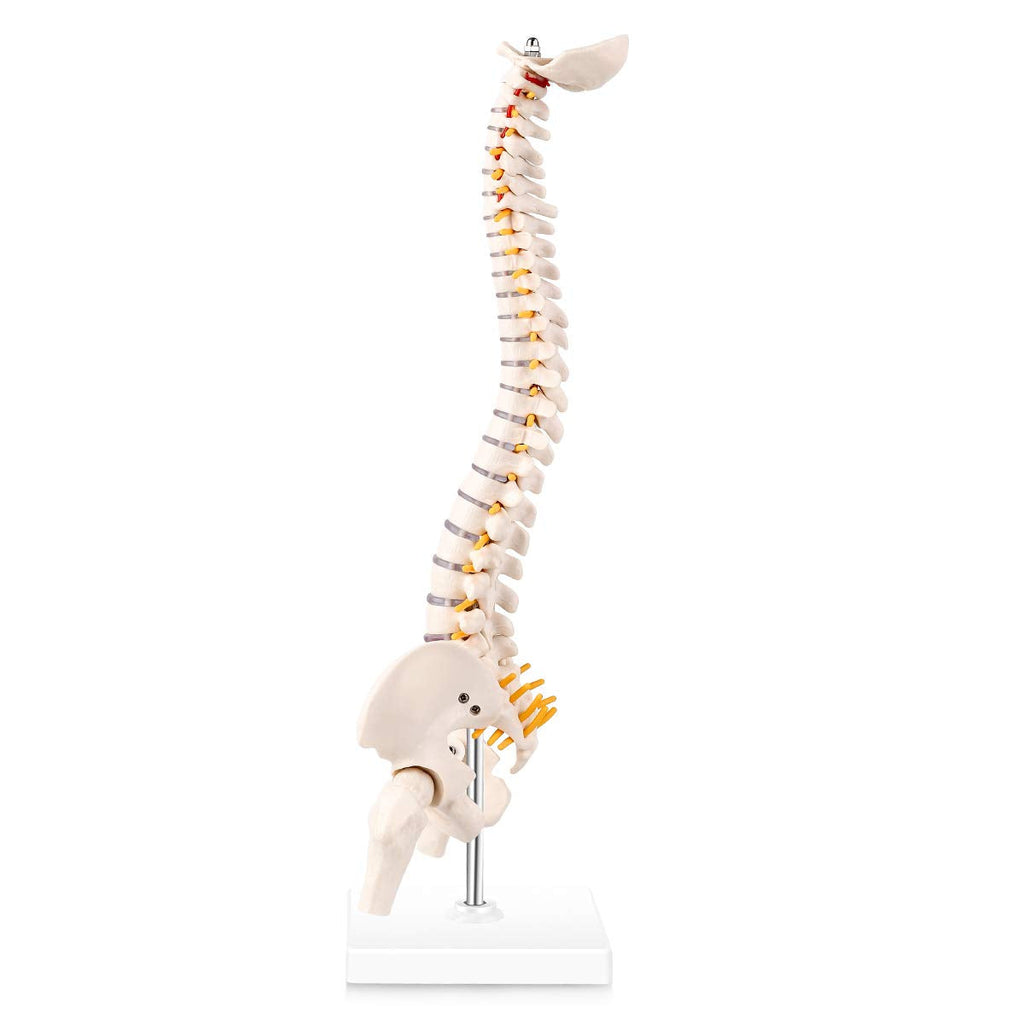 Evotech Scientific Miniature Spine Anatomy Model 15.5" Vertebral Column Model with Spinal Nerves, Pelvis, Femur