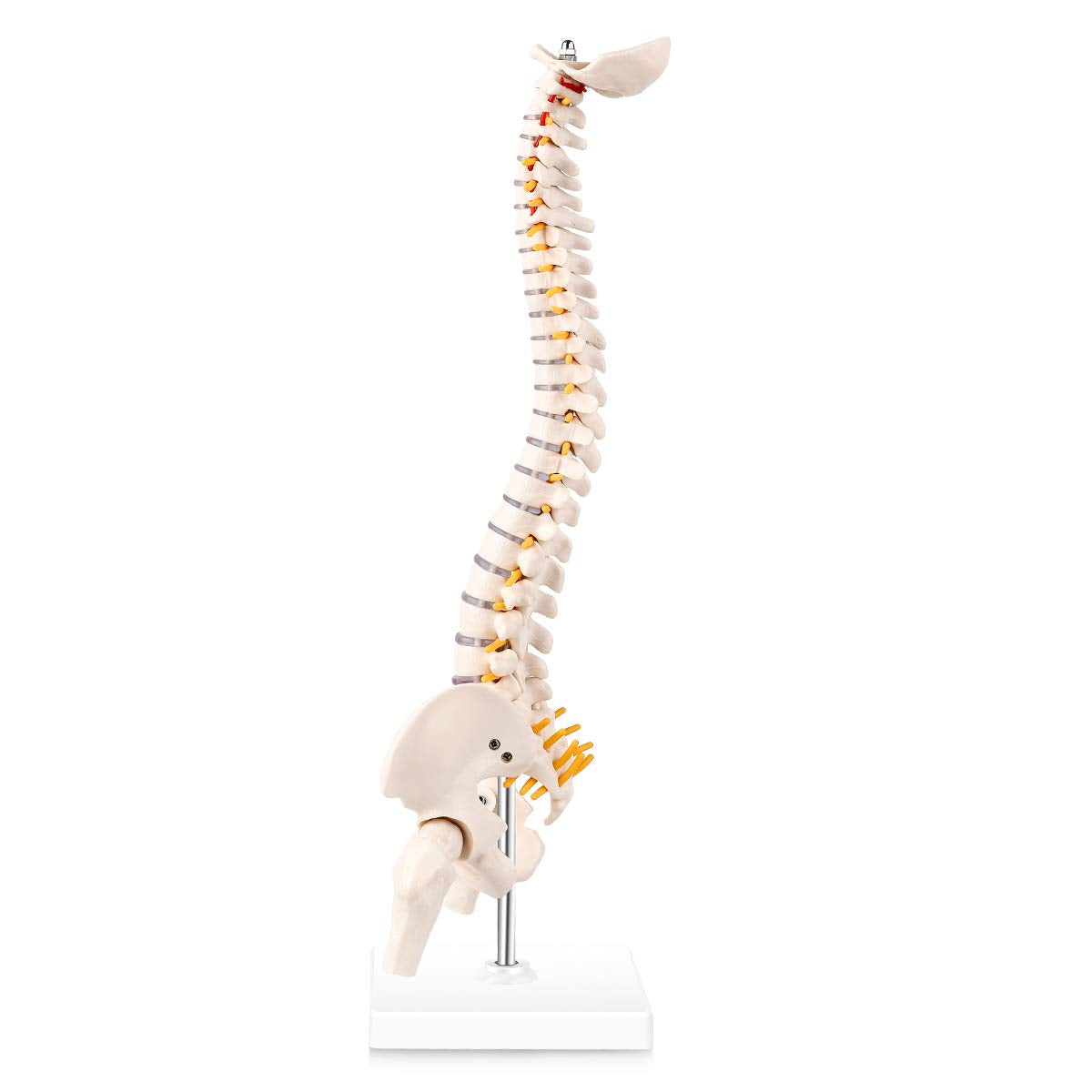 Evotech Scientific Miniature Spine Anatomy Model 15.5" Vertebral Column Model with Spinal Nerves, Pelvis, Femur