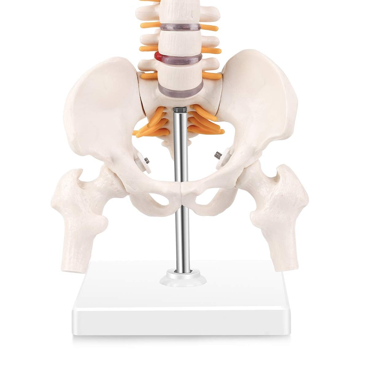 Evotech Scientific Miniature Spine Anatomy Model 15.5" Vertebral Column Model with Spinal Nerves, Pelvis, Femur