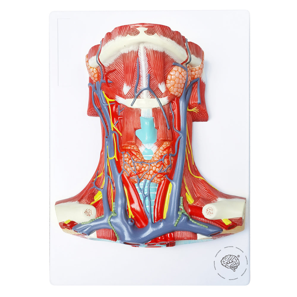Evotech Scientific Neck and Throat Model with Muscles, Veins and Arteries