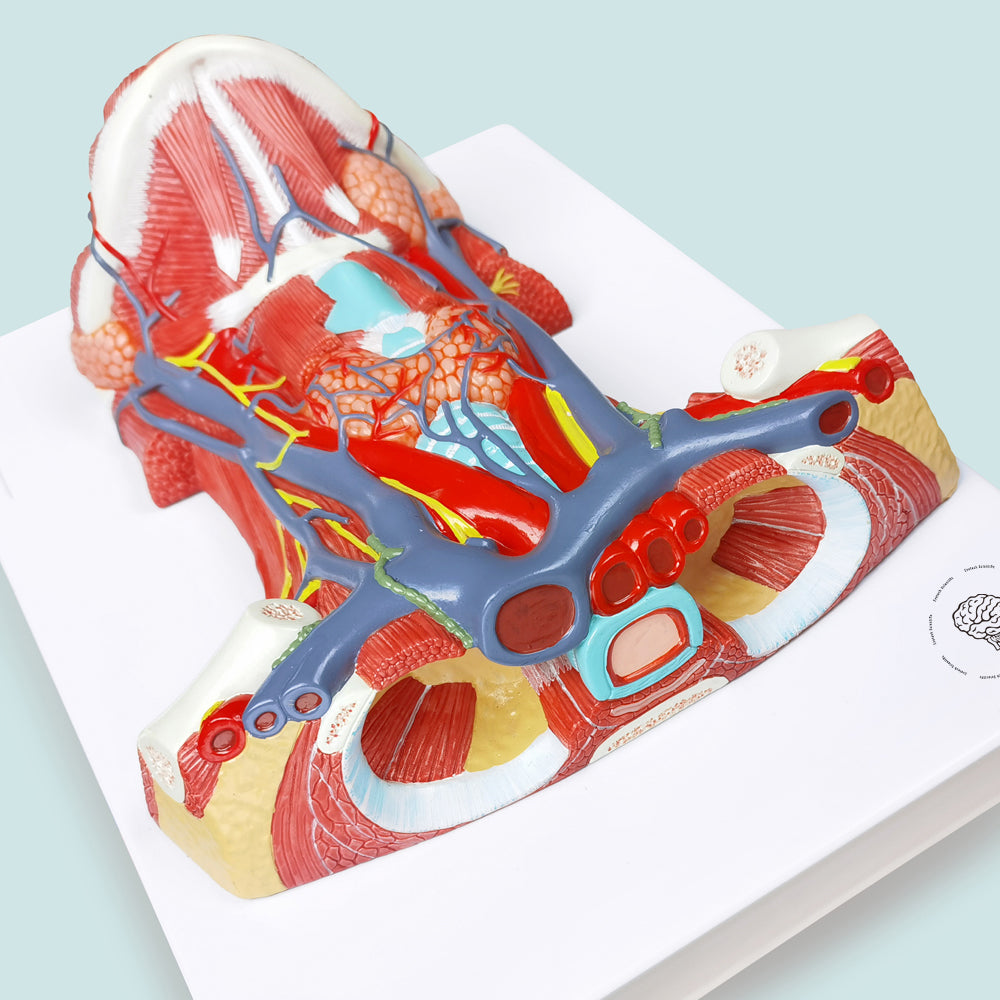 Evotech Scientific Neck and Throat Model with Muscles, Veins and Arteries