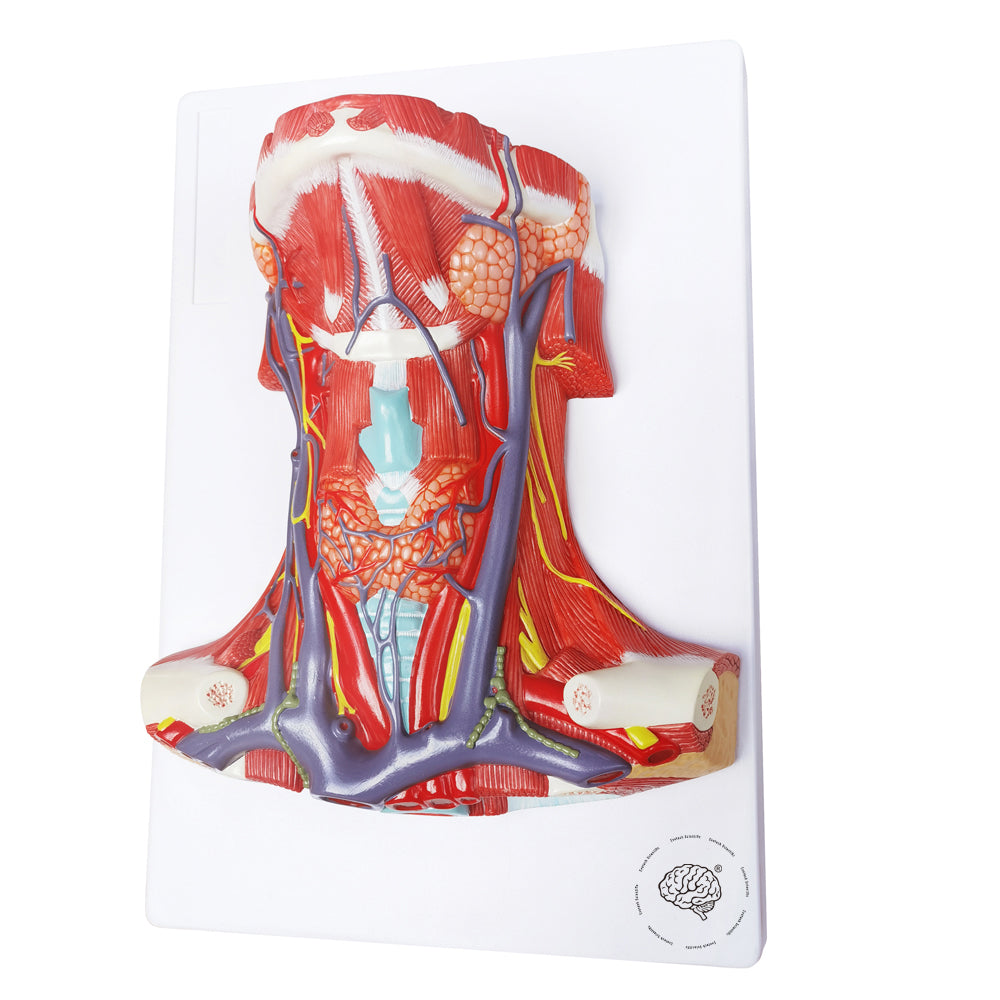 Evotech Scientific Neck and Throat Model with Muscles, Veins and Arteries