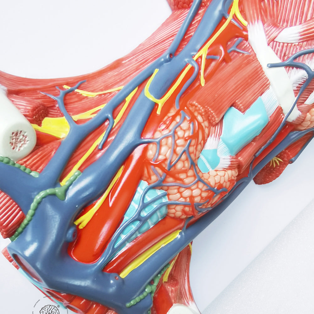 Evotech Scientific Neck and Throat Model with Muscles, Veins and Arteries
