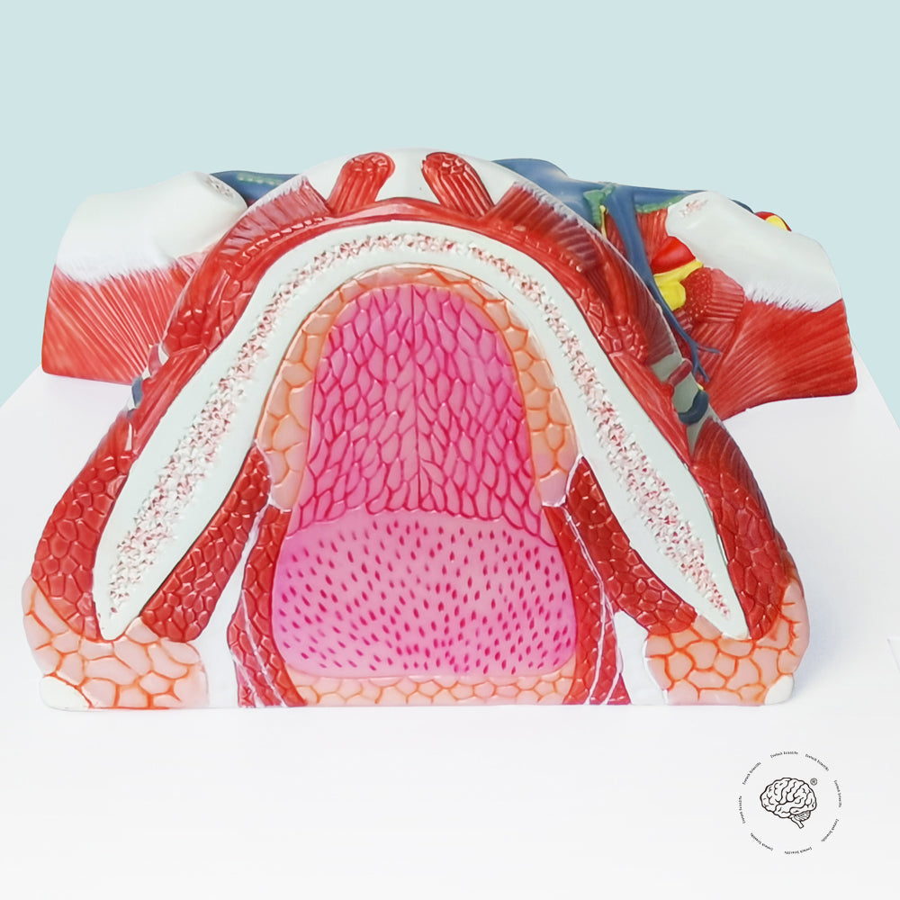 Evotech Scientific Neck and Throat Model with Muscles, Veins and Arteries