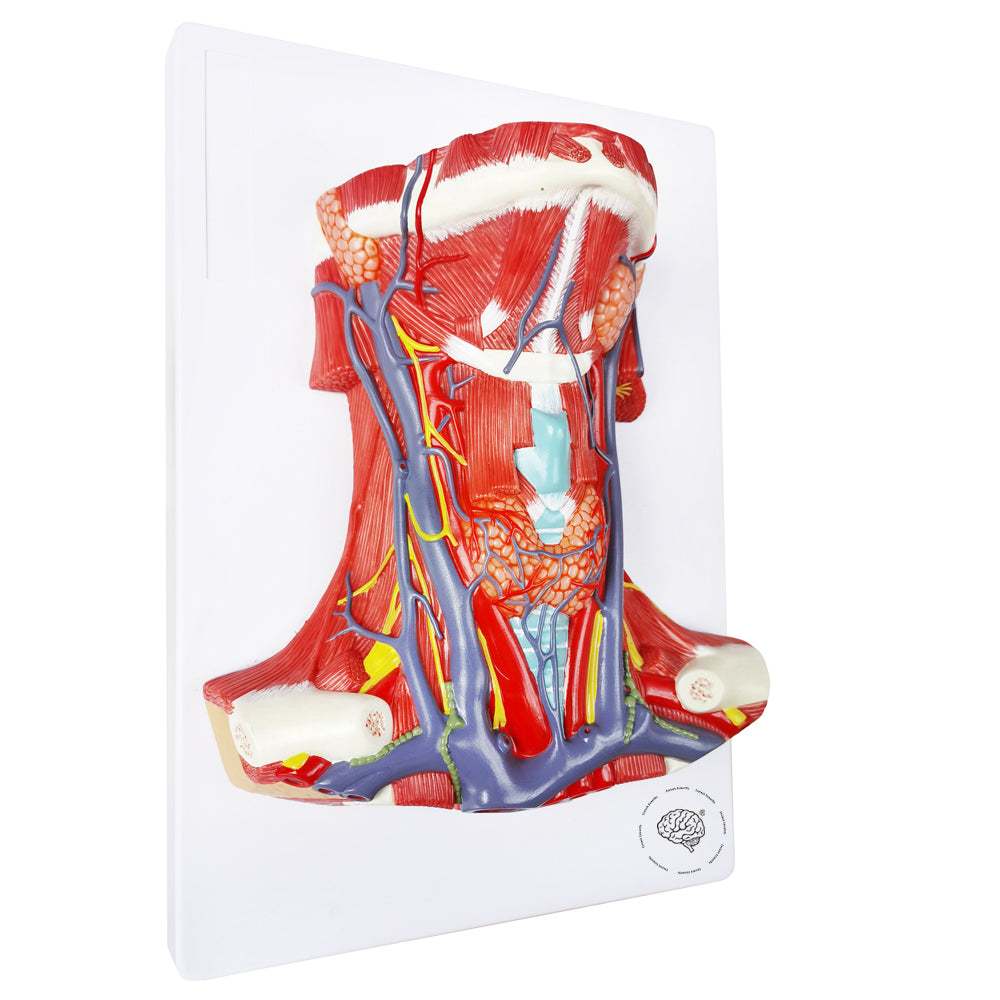 Evotech Scientific Neck and Throat Model with Muscles, Veins and Arteries