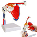 Evotech Scientific Shoulder Joint Anatomy Model with Rotator Cuff and Painted Origin and Insertion