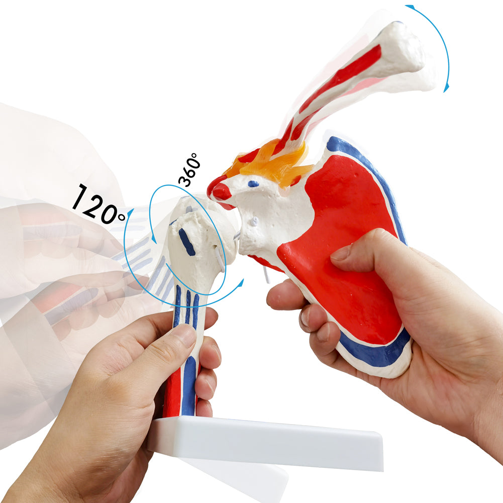 Evotech Scientific Shoulder Joint Anatomy Model with Rotator Cuff and Painted Origin and Insertion