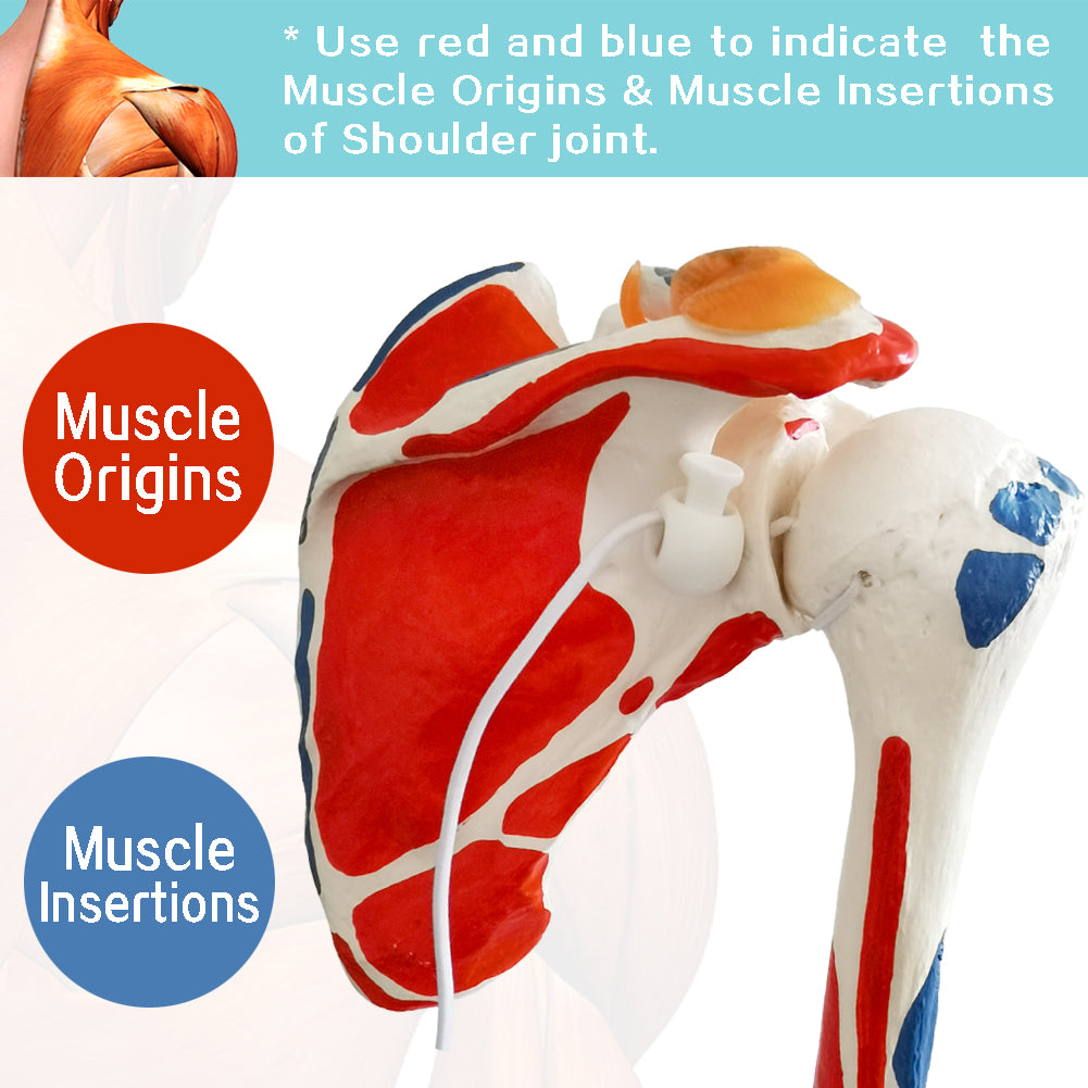Evotech Scientific Shoulder Joint Anatomy Model with Rotator Cuff and Painted Origin and Insertion