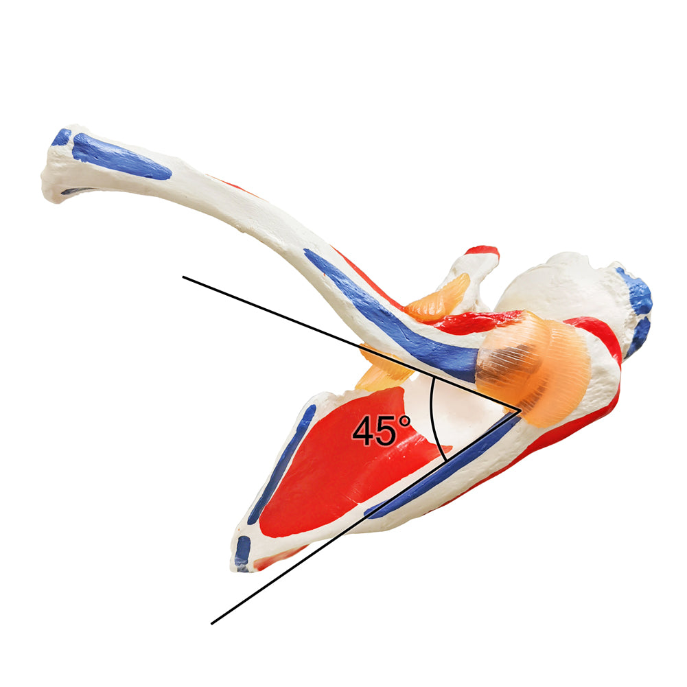 Evotech Scientific Shoulder Joint Anatomy Model with Rotator Cuff and Painted Origin and Insertion