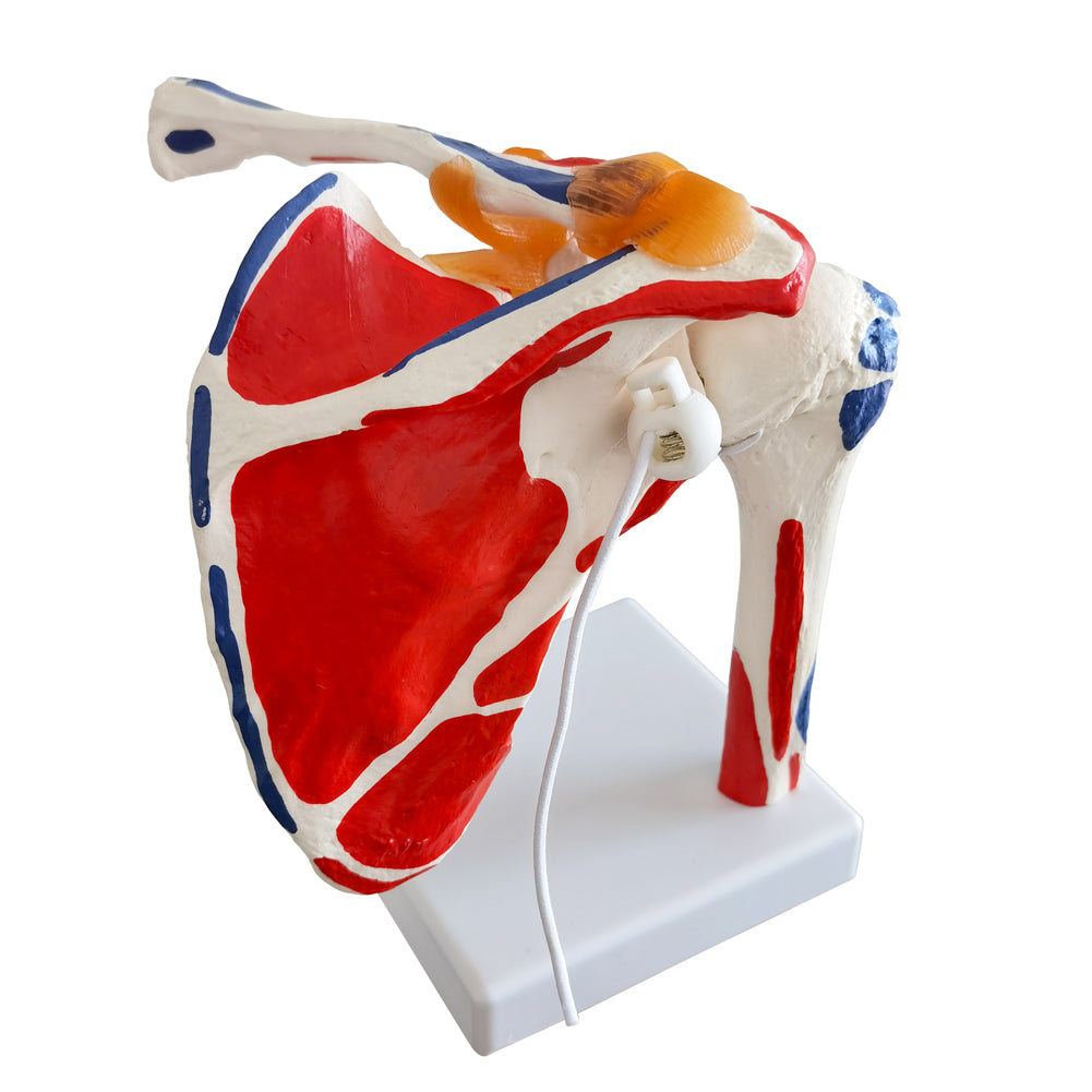Evotech Scientific Shoulder Joint Anatomy Model with Rotator Cuff and Painted Origin and Insertion