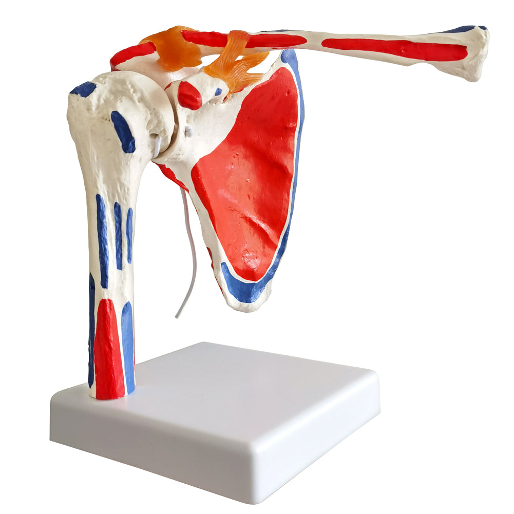 Evotech Scientific Shoulder Joint Anatomy Model with Rotator Cuff and Painted Origin and Insertion