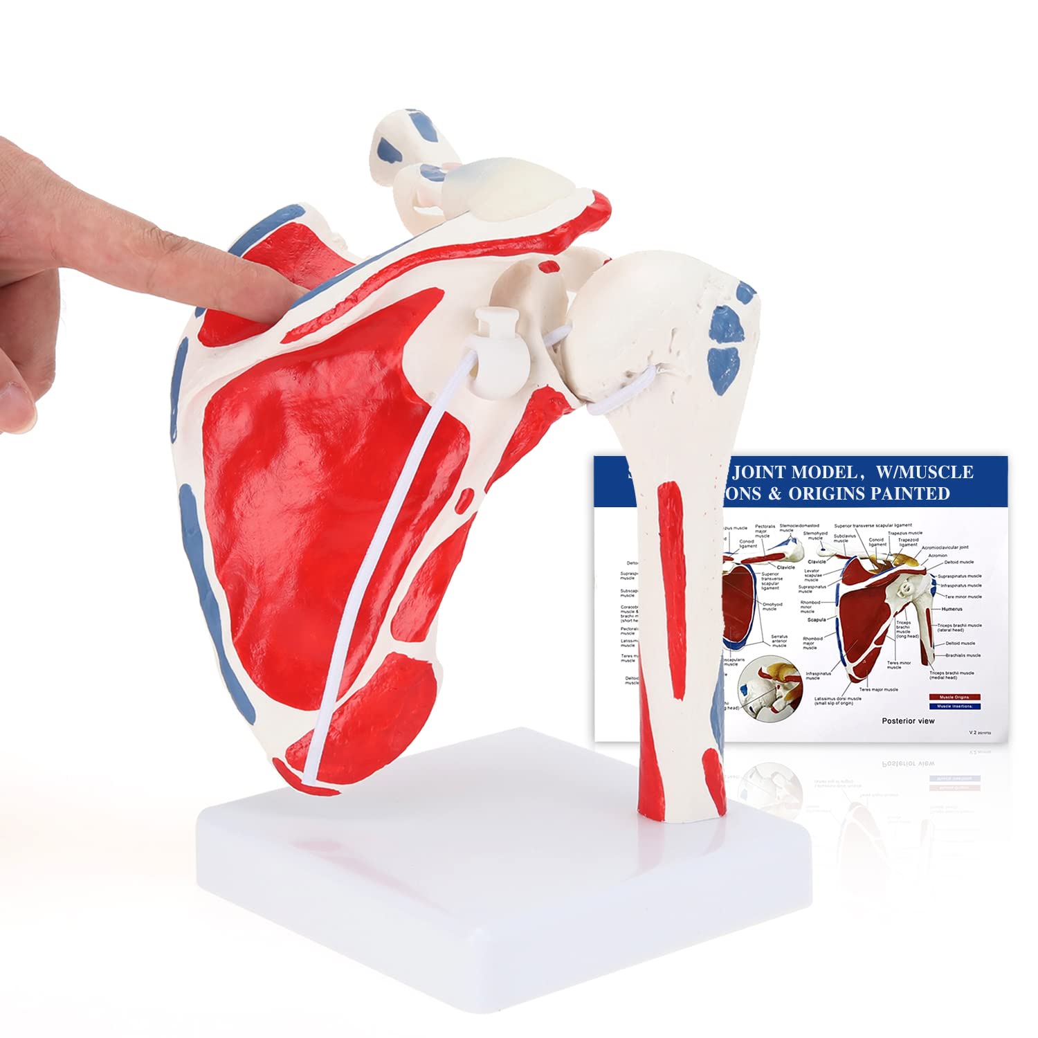 Evotech Scientific Shoulder Joint Anatomy Model with Rotator Cuff and Painted Origin and Insertion
