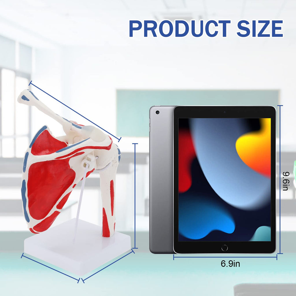 Evotech Scientific Shoulder Joint Anatomy Model with Rotator Cuff and Painted Origin and Insertion